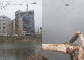 У Києві активізувались бoбри