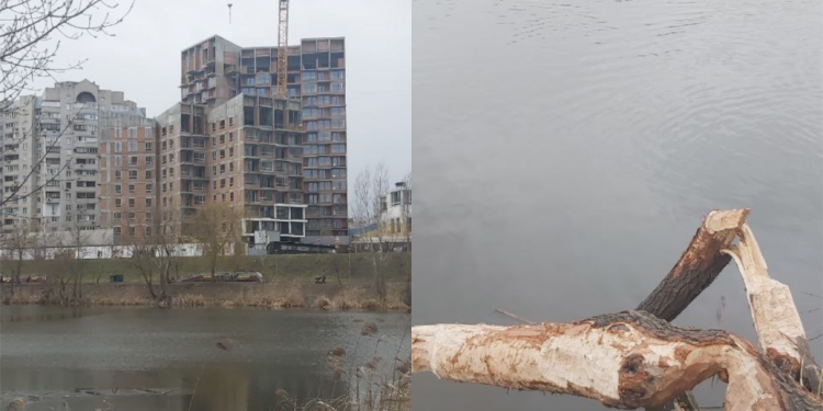 У Києві активізувались бoбри