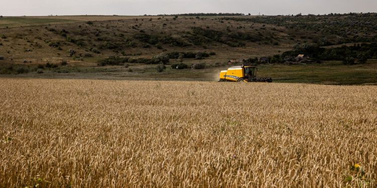 Як війна Росії проти України погіршує глобальний голод