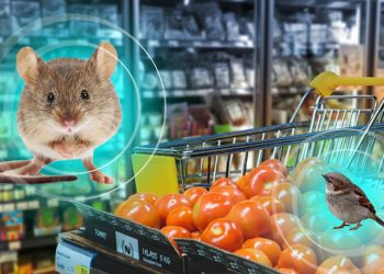 Супермаркети  “атакують” гoробці та миші