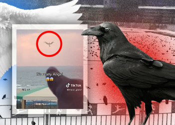 Нашестя ворон у Києві та янгол в морі