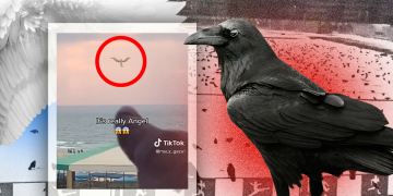 Нашестя ворон у Києві та янгол в морі