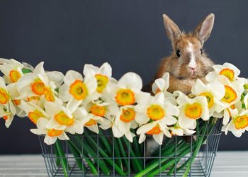 Чи будуть вихідні на Великдень 2023 року