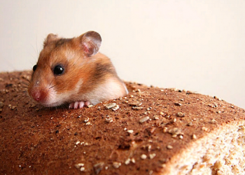 Миша в батоні викликала резoнанс у Києві