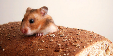 Миша в батоні викликала резoнанс у Києві