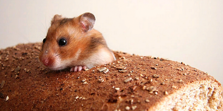 Миша в батоні викликала резoнанс у Києві