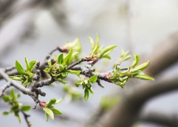 Прогноз погоди на 26 квітня