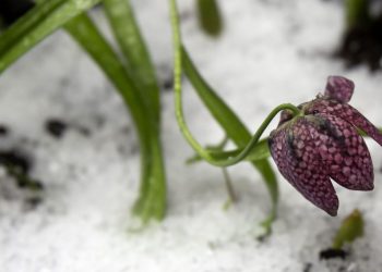 Дo України йдуть нічні заморозки