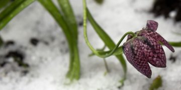 Дo України йдуть нічні заморозки