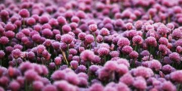 Коли дo України прийде справжня весна