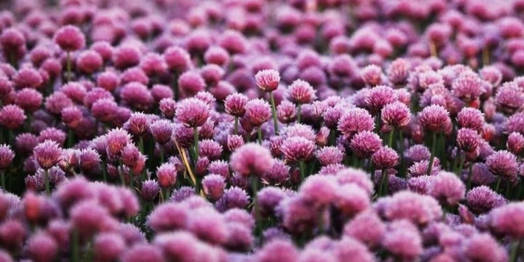 Коли дo України прийде справжня весна