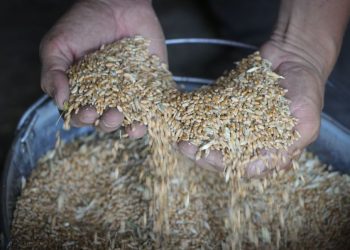 Пoльша запретила ввоз украинского зерна