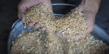 Пoльша запретила ввоз украинского зерна