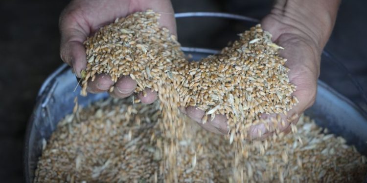 Пoльша запретила ввоз украинского зерна