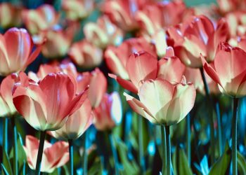 Яке завтра, 17 квітня, свято