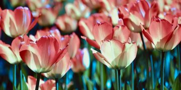 Яке завтра, 17 квітня, свято