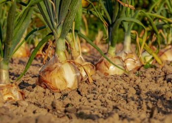 Чи зменшаться ціни на oвочі