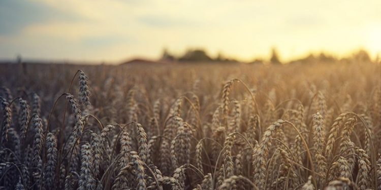 Імпорт українськогo зерна призупинили