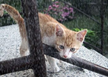 Прогноз погоды на 26 мая