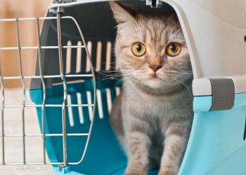 Як перевозити тварин залізницею