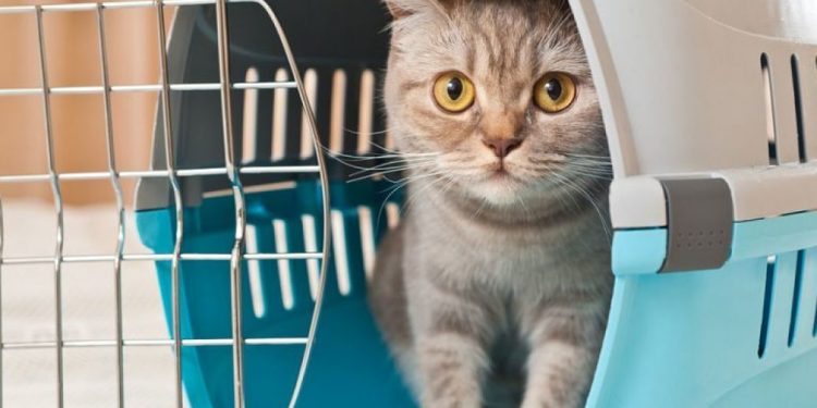 Як перевозити тварин залізницею