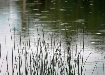 11-річна дитина втопилася на водоймі