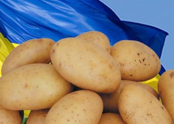 В Україні стрімко здорожчала картопля