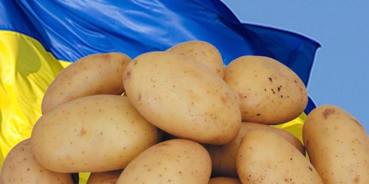 В Україні стрімко здорожчала картопля