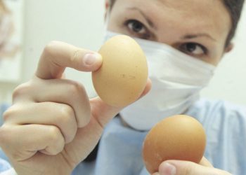 Як визначити свіжість яєць не відходячи від прилавку: топ-три дієві поради