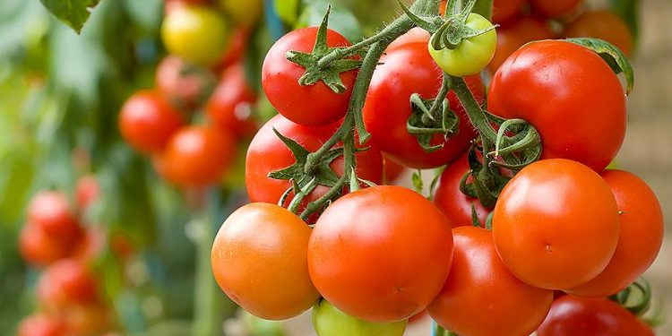 Вчені довели, що помідори можуть захистити від раку шлунка