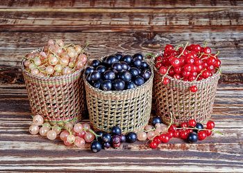 Яка смородина корисніша для здоров’я: ЧОРНА, ЧЕРВОНА ЧИ БІЛА