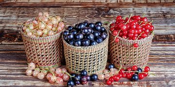 Яка смородина корисніша для здоров’я: ЧОРНА, ЧЕРВОНА ЧИ БІЛА