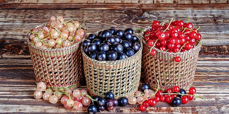 Яка смородина корисніша для здоров’я: ЧОРНА, ЧЕРВОНА ЧИ БІЛА