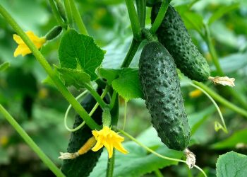Чим підживити огірки щоб суттєво збільшити врожай