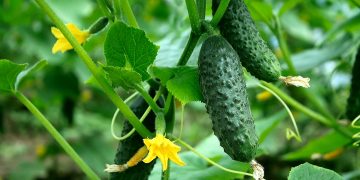 Чим підживити огірки щоб суттєво збільшити врожай
