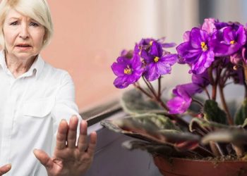 Чому не можна тримати в квартирі фіалки: погана прикмета