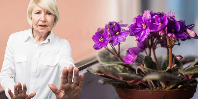 Чому не можна тримати в квартирі фіалки: погана прикмета