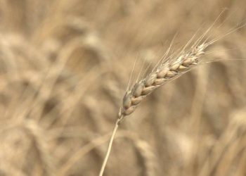 Украина в августе сможет нарастить экспорт зерна – УЗА