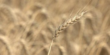 Украина в августе сможет нарастить экспорт зерна – УЗА