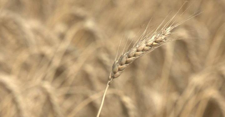 Украина в августе сможет нарастить экспорт зерна – УЗА