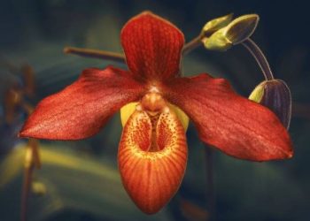 Загадкові повір’я про орхідеї: чому квітка руйнує шлюб