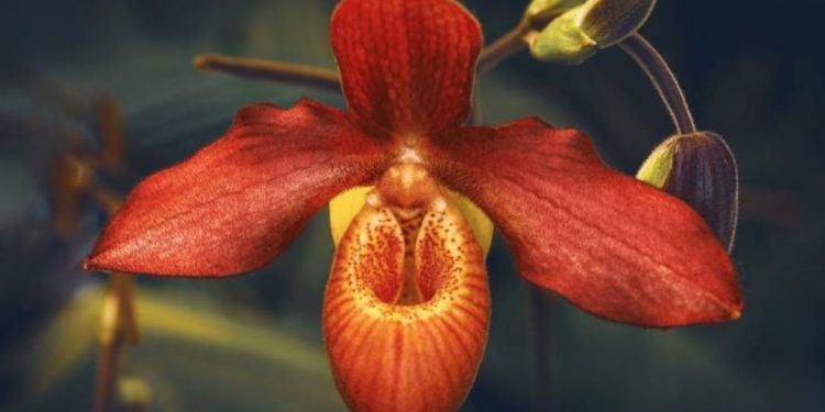 Загадкові повір’я про орхідеї: чому квітка руйнує шлюб