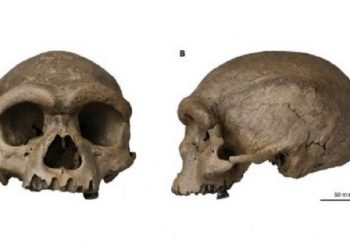 У Китаї знайшли стародавній череп: він не схожий на жодний людський, який бачили раніше