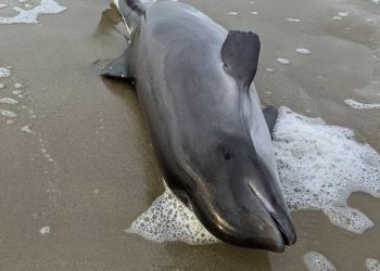 Через війну на узбережжя викинуло вже понад 50 тис. мертвих дельфінів