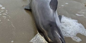 Через війну на узбережжя викинуло вже понад 50 тис. мертвих дельфінів