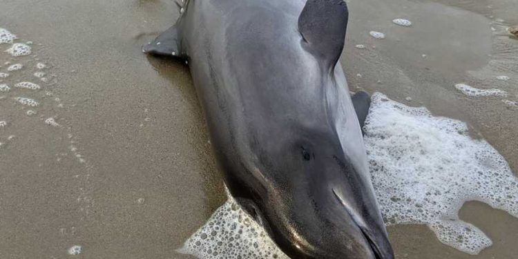 Через війну на узбережжя викинуло вже понад 50 тис. мертвих дельфінів