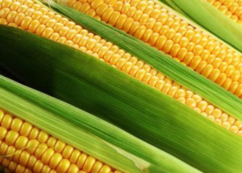 Як заморозити кукурудзу. Два перевірені методи