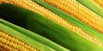 Як заморозити кукурудзу. Два перевірені методи