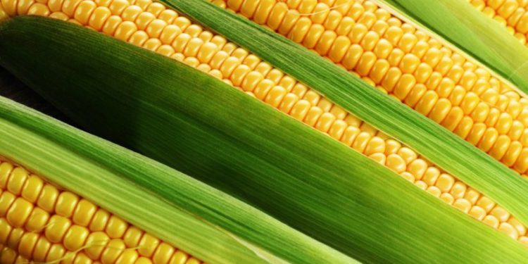 Як заморозити кукурудзу. Два перевірені методи