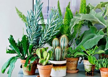 Які рослини приносять удачу